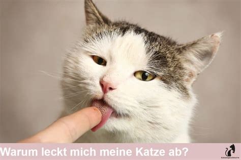 katze leckt finger ab|Katze leckt mich ab: Gründe für das ständige lecken .